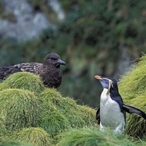 Northern Rockhopper Penguin (Eudyptes moseleyi) with Brown skua (Stercorarius antarcticus)