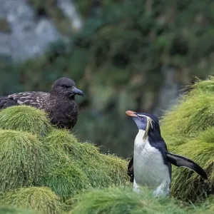 Northern Rockhopper Penguin (Eudyptes moseleyi) with Brown skua (Stercorarius antarcticus) Northern Rockhopper Penguin (Eudyptes moseleyi) with Brown skua (Stercorarius antarcticus)