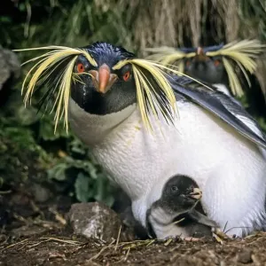Northern Rockhopper Penguin Parent with Chick Print Northern Rockhopper Penguin Parent with Chick Print