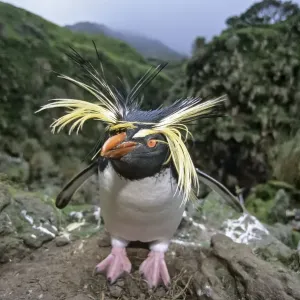 Northern Rockhopper Penguin (Eudyptes moseleyi) in windswept nesting colony. Gough Island Northern Rockhopper Penguin (Eudyptes moseleyi) in windswept nesting colony. Gough Island