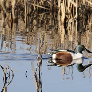 Northern shoveler drake (Anas clypeata) reflected in calm water as it swims among reeds