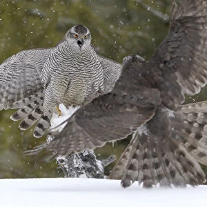 Northerns (Accipiter gentilis) fighting over squirrel carcass, Finland, March March