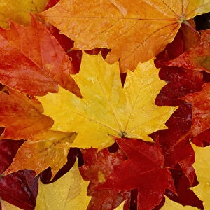 Norway Maple (Acer platanoides) fallen leaves in autumn, Queen Elizabeth Forest Park