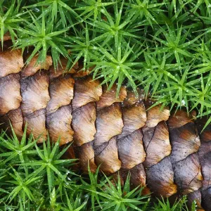 Norway spruce (Picea abies) cone on moss, Brtnicky Hradek, Ceske Svycarsko / Bohemian Norway spruce (Picea abies) cone on moss, Brtnicky Hradek, Ceske Svycarsko / Bohemian