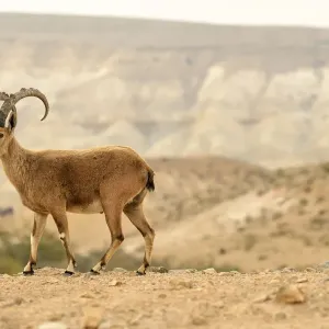 Nubian ibex (Capra nubiana), male standing in dry environment, Negev desert, Israel Nubian ibex (Capra nubiana), male standing in dry environment, Negev desert, Israel