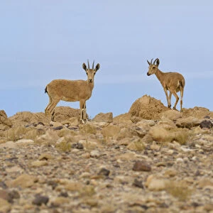Nubian ibex (Capra nubiana), young females standing on rocks, Dead Sea, Israel, May