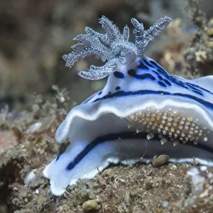 Nudibranch (Chromodoris willani) with a scale worm. Lembeh Strait, North Sulawesi, Indonesia