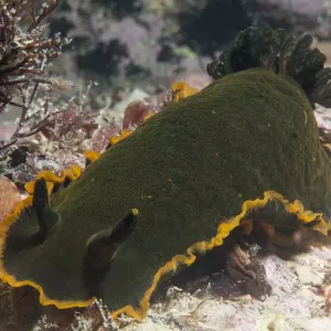 Nudibranchio (Dendrodoris limbata) Jersey, Isole britanniche del Canale, giugno. Nudibranchio (Dendrodoris limbata) Jersey, Isole britanniche del Canale, giugno.