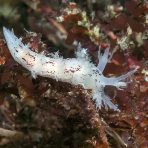 Nudibranchio (Dendronotus frondosus) Isola di Man, luglio. Nudibranchio (Dendronotus frondosus) Isola di Man, luglio.