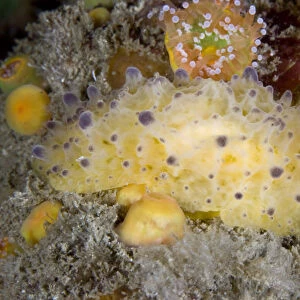 Nudibranch (Doris sticta). Channel Islands, UK, August