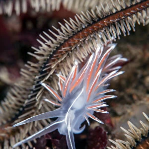 Nudibranch (Fjordia lineata) crawling amongst the legs of a Black brittlestar