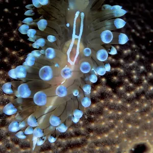 Nudibranch (Janolus cristatus) Vela Luka, Korcula Island, Croatia, Adriatic Sea