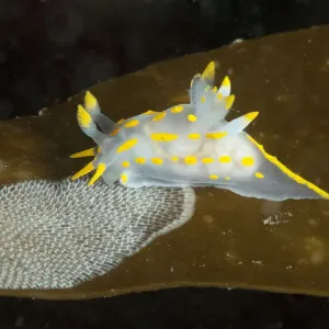 Nudibranchio (Polycera quadrilineata) che si nutre di bryozoa Mat del mare (Membranipora membranacea). Nudibranchio (Polycera quadrilineata) che si nutre di bryozoa Mat del mare (Membranipora membranacea).