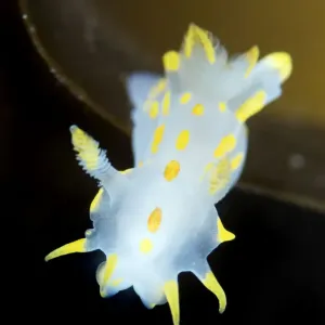 Nudibranch (Polycera quadrilineata) Lofoten, Norway, November 2008 Nudibranch (Polycera quadrilineata) Lofoten, Norway, November 2008