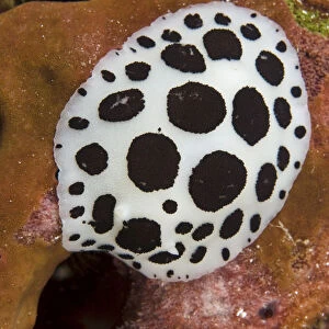 Nudibranch / Sea slug (Discodoris / Peltodoris atromaculata) feeding on a sponge