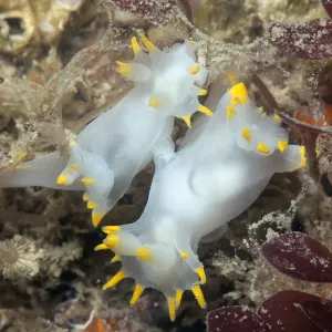 Nudibranchi in amore (Polycera faeroensis) Sark, Isole britanniche del Canale, luglio. Nudibranchi in amore (Polycera faeroensis) Sark, Isole britanniche del Canale, luglio.