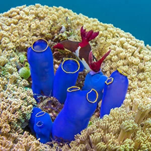 Nudibranchs (Nembrotha chamberlaini) feeding on Tunicates (sea squirt) on a coral reef