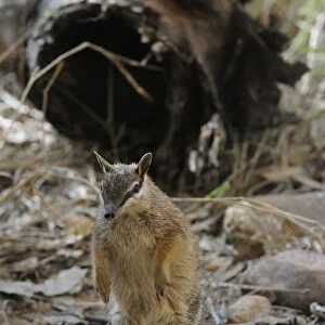 Numbat (Myrmecobius fasciatus) standing on hind legs, Central Australia