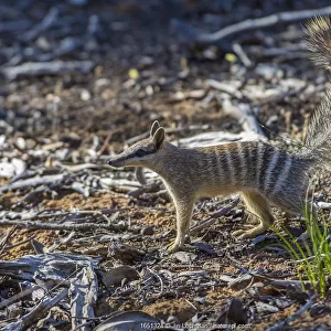 Numbat (Myrmecobius fasciatus) Wheatbelt Region, Western Australia