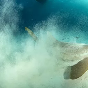 Nurse shark (Ginglymostoma cirratum) throwing up sand as it hunts in the sandy seabed