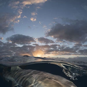 Nurse shark (Ginglymostoma cirratum) swimming below surface at sunset