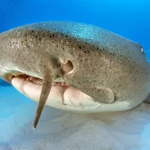 Nurse Shark Print: Head Portrait with Visible Barbels