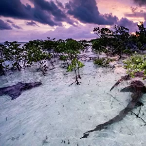 Nurse sharks (Ginglymostoma cirratum) three in a courtship dance at sunrise in a