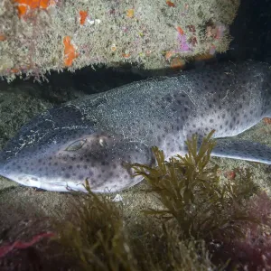 Sciacallo marino (Scyliorhinus stellaris) Sark, Isole britanniche del Canale, agosto. Sciacallo marino (Scyliorhinus stellaris) Sark, Isole britanniche del Canale, agosto.