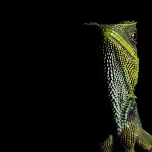 O Shaughnessys dwarf iguana print O Shaughnessys dwarf iguana print