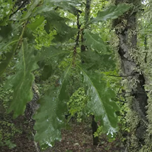 Oak leaves and lichen in forest, Konjsko region, Galicica National Park, Macedonia