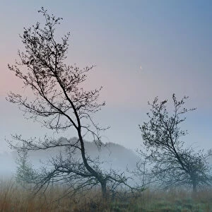 Oak (Quercus robur) at dawn, Klein Schietveld, Brasschaat, Belgium