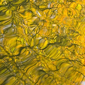 Oak (Quercus robur) and Goat Willow (Salix caprea) leaves reflected in pool to create