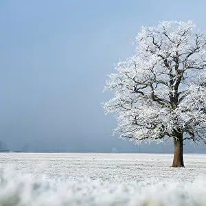 Oak (Quercus robur) tree covered in hoarfrost in frosty field in winter, Bavaria, Germany. January