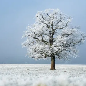 L'arbre d'érable (Quercus robur) couvert de givre en champ gelé en hiver, Bavière, Allemagne. Janvier. L'arbre d'érable (Quercus robur) couvert de givre en champ gelé en hiver, Bavière, Allemagne. Janvier.