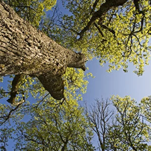 Oak (Quercus sp) Matsalu National Park, Estonia, May 2009