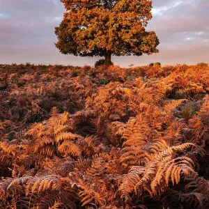 Árbol de roble (Quercus robur) creciendo entre helecho (Pteridium aquilinum), color otoñal, New Forest, Hampshire, Reino Unido. Noviembre 2016 Árbol de roble (Quercus robur) creciendo entre helecho (Pteridium aquilinum), color otoñal, New Forest, Hampshire, Reino Unido. Noviembre 2016