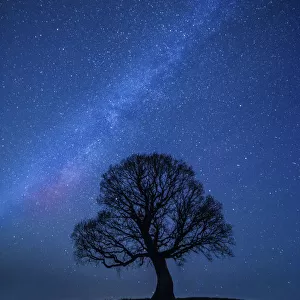 Oak tree (Quercus robur) silhouetted against night sky with stars, Brecon Beacons National Park
