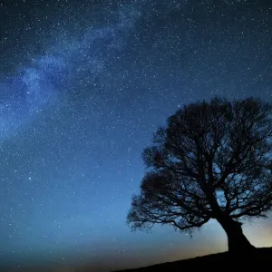 Oak Tree Silhouetted Print Oak Tree Silhouetted Print