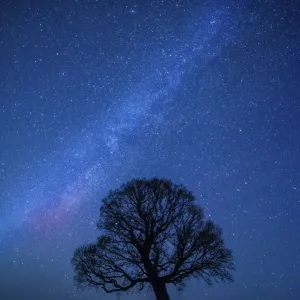 Albero di quercia (Quercus robur) silhouettato contro il cielo notturno con stelle, Parco Nazionale Brecon Beacons. Albero di quercia (Quercus robur) silhouettato contro il cielo notturno con stelle, Parco Nazionale Brecon Beacons.