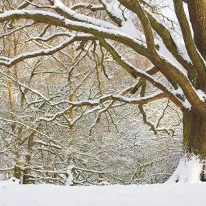 Oak tree (Quercus robur) in snow, Hampstead Heath, London, UK, January 2013