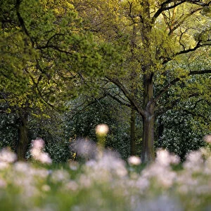 Oak trees (Quercus robur) in spring. Wroc┼éaw, Poland. April