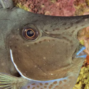 Ocean Pacifique - Nouvelle caledonie - Gros plan de la tete d un nason licorne