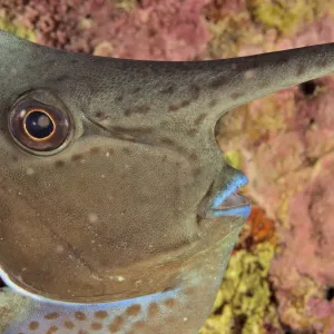 Print of a longnose unicornfish head at night Print of a longnose unicornfish head at night