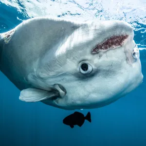 Ocean sunfish (Mola mola) off Halifax, Nova Scotia, Canada. July