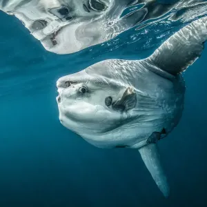 Le poisson lune de l'océan (Mola mola) à Halifax, Nouvelle-Écosse, Canada. Juillet. Le poisson lune de l'océan (Mola mola) à Halifax, Nouvelle-Écosse, Canada. Juillet.