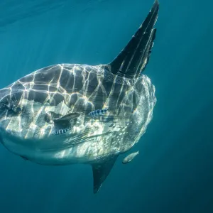 Ocean sunfish (Mola mola) off Halifax, Nova Scotia, Canada. July