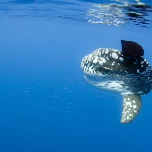 Ocean sunfish (Mola mola) with a shoal of fish swimming past, Pico, Azores, Portugal
