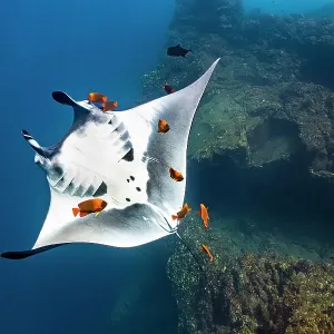 【JOLYN】 MANTA RAY(PRINTS)(2505) /追跡付 Manta Ray Cleaned by Angelfish in Pacific Ocean. Art Prints