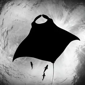 Ozeanischer Mantaray (Mobula birostris), begleitet von drei schwarzen Jacks (Caranx lugubris), schattiert sich ab. Revillagigedo-Inseln, Mexiko, Pazifische Ozeane Ozeanischer Mantaray (Mobula birostris), begleitet von drei schwarzen Jacks (Caranx lugubris), schattiert sich ab. Revillagigedo-Inseln, Mexiko, Pazifische Ozeane