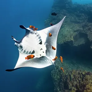 Oceanic Manta Ray Print: A Clarion Angelfish Cleaning Scene Oceanic Manta Ray Print: A Clarion Angelfish Cleaning Scene